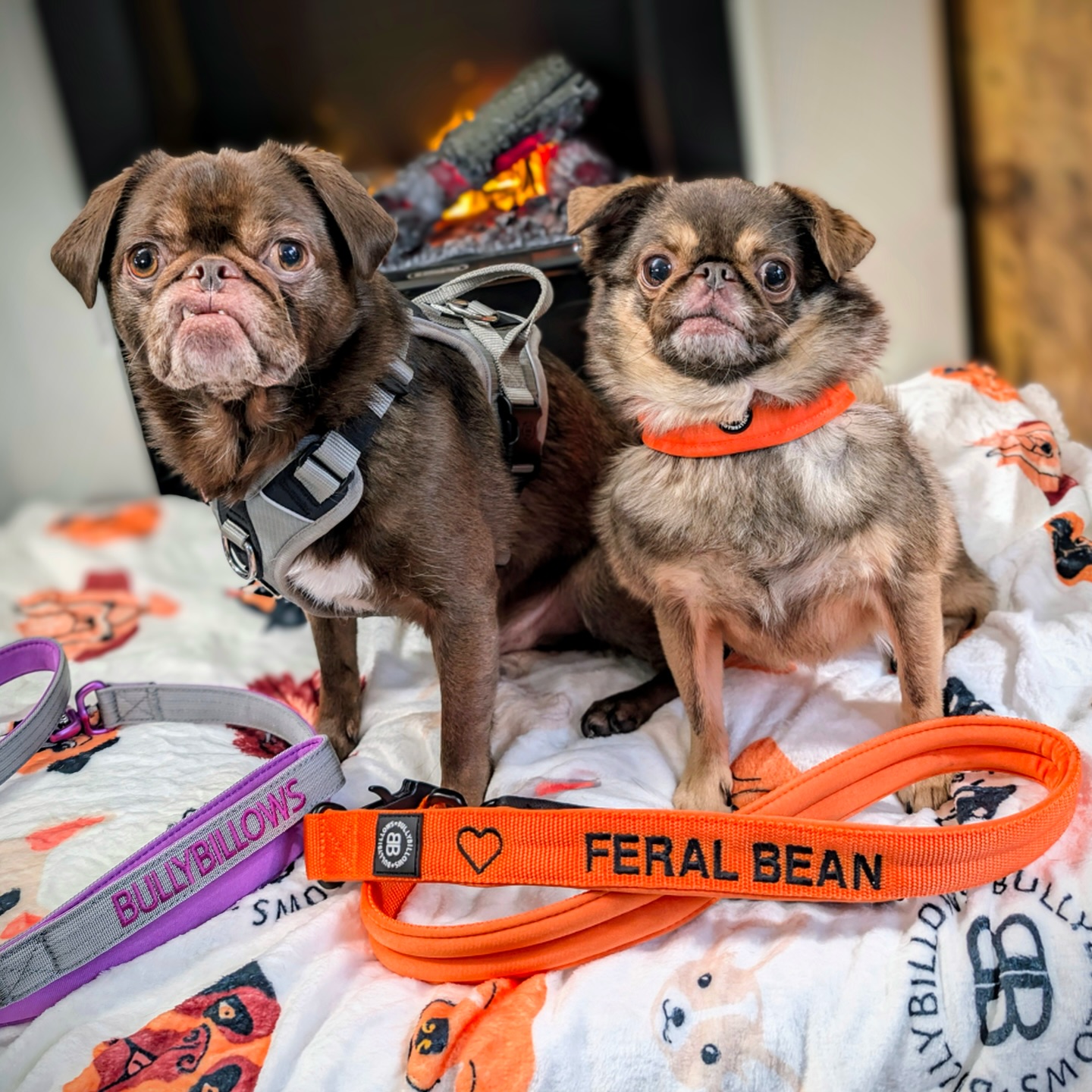 Instagram post by @kingchillithepug for BullyBillows. Caption reads: Finally, some truth in advertising.
@bullybillows....