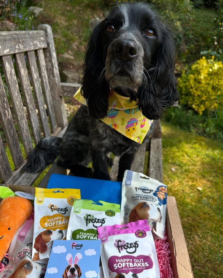 Instagram post by @dollythehearingdog for Frozzys. Caption reads: [...] of tucking in to your most favourite Frozzys....