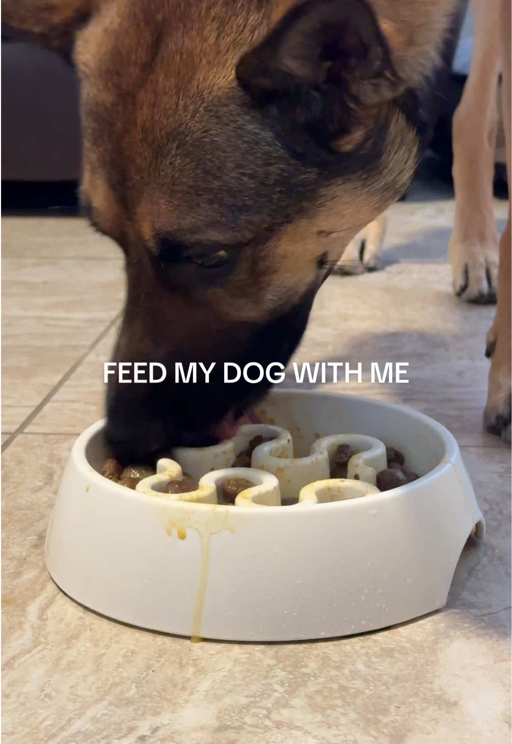 TikTok post by @stormiegirl23 for Native Pet. Caption reads: Feed my dog kibble plus toppers! 🐾 @Native Pet....