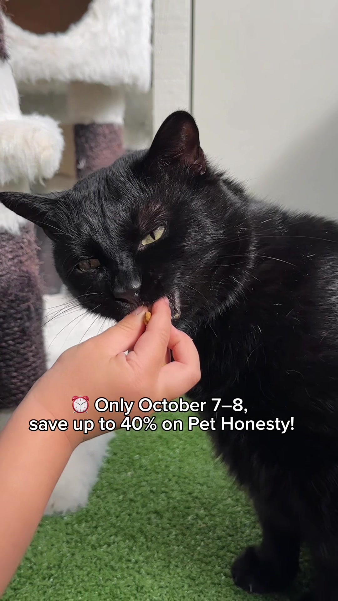 TikTok post by @galinkastyle for PetHonesty. Caption reads: [...] deal — your pet will thank you! 💕....