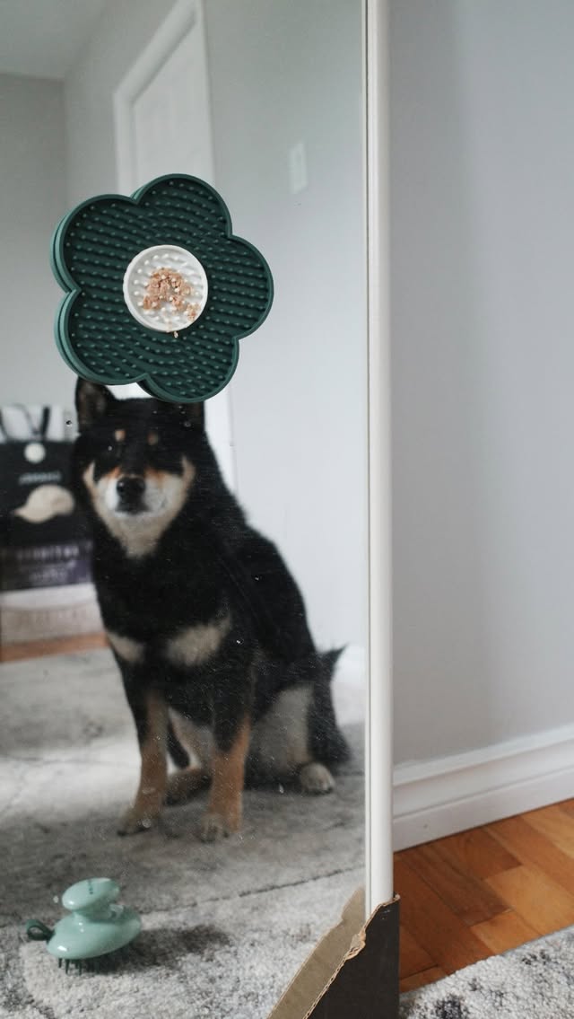 Instagram post by @gunner.shiba for Dandylion. Caption reads: [...] #gosolutions #gosolutionspartner . . .....