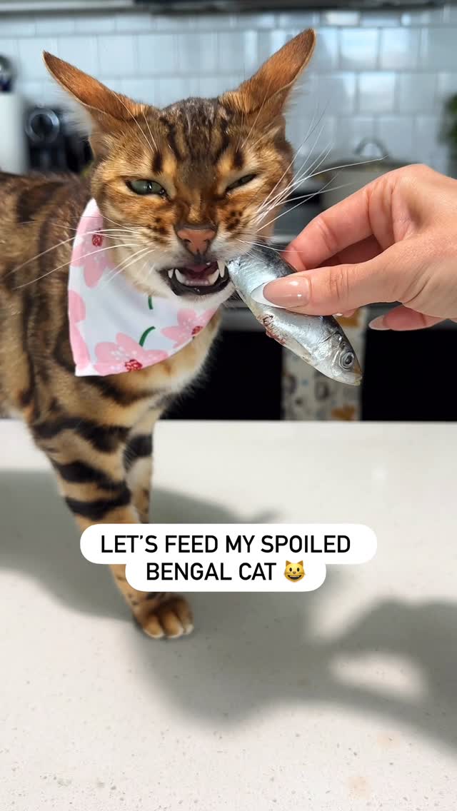 Instagram post by @firstclassbengals for Big Country Raw. Caption reads: The purfect meal DOES exist 😻🫶🏻 

If your cat....