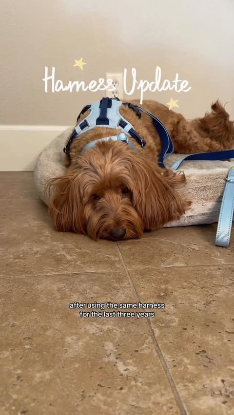 Instagram post by @fosterkittenohana for PetSafe. Caption reads: Oliver loves his new harness by @petsafe -....