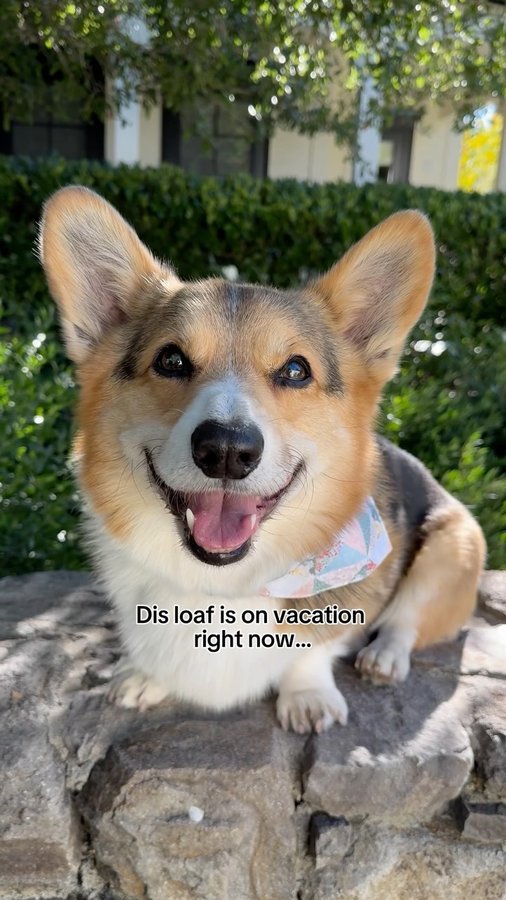 Instagram post by an influencer for Instinct Pet Food. Caption reads: [...] top priority #AD. We love @InstinctPetFood....