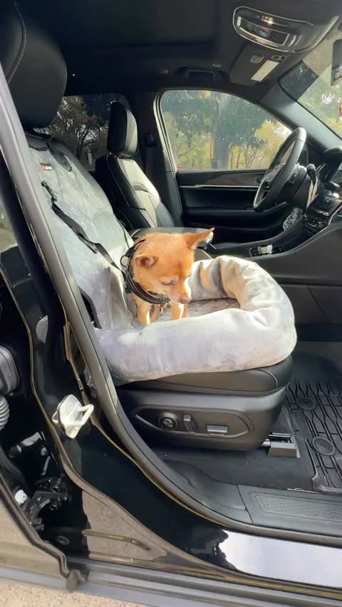 Instagram post by @ryder.chihuahua for Pupfluence. Caption reads: [...] while mom or dad drives. Use code PUPFLUENCE....