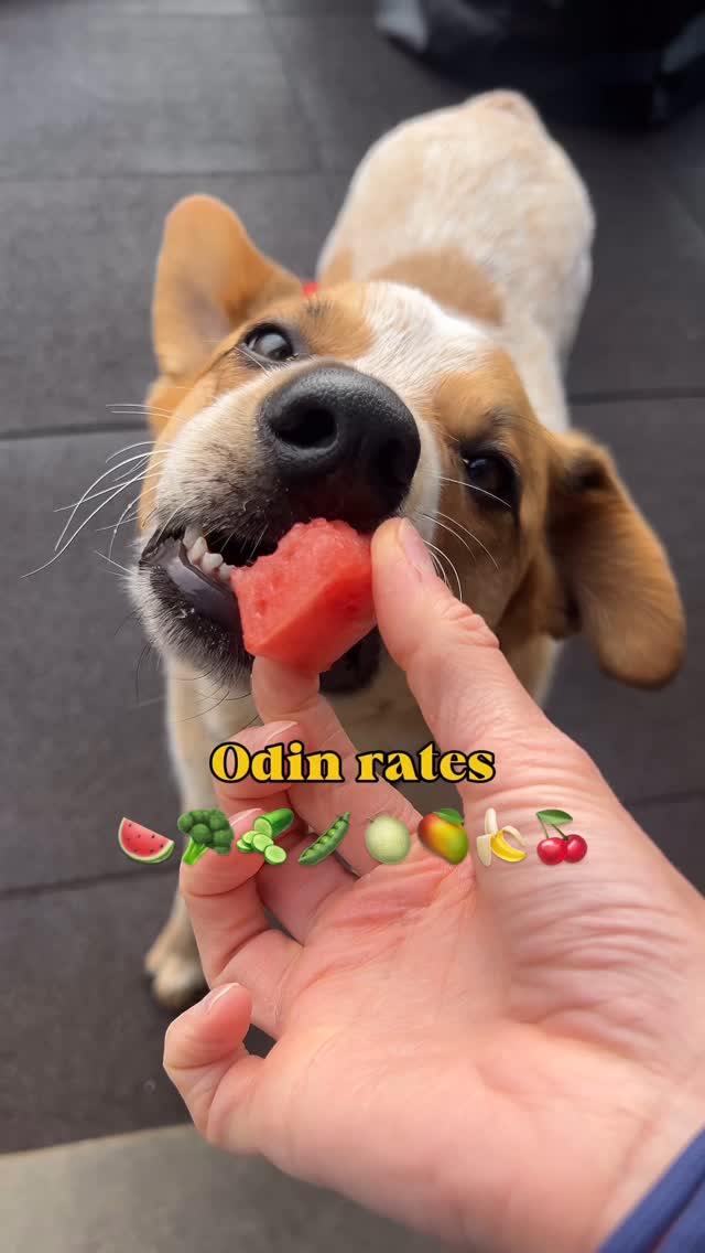 Instagram post by @cityheeler for Dogged. Caption reads: [...] 

.

I’m loving adding the new @shopdogged....