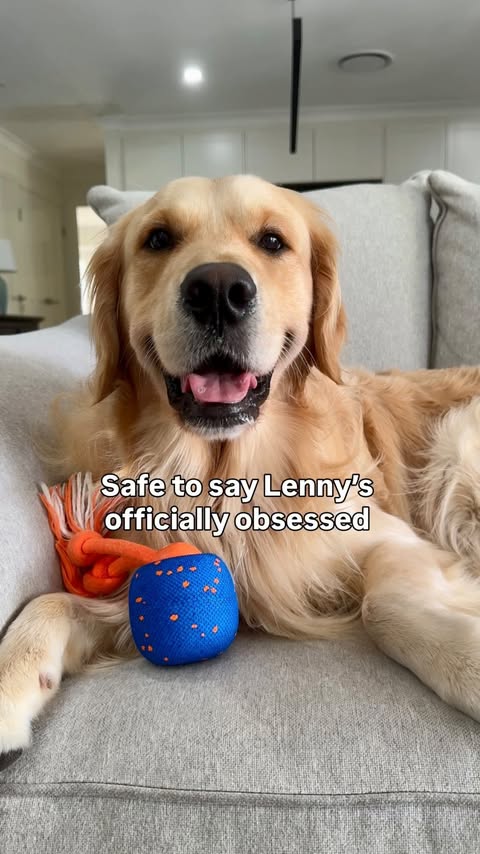 Instagram post by @lunas_golden_life for Cheerble. Caption reads: [...] it rolls 😏🐾 This sneaky little ball....