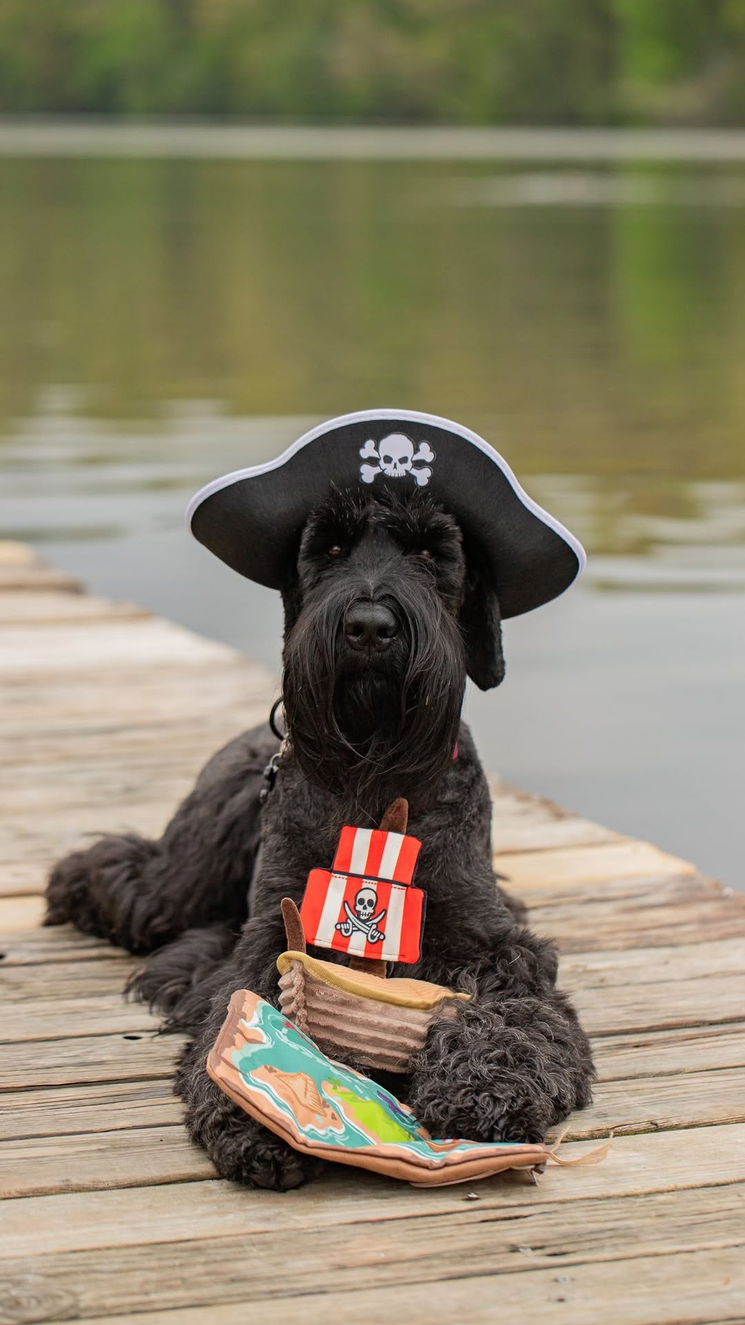 Instagram post by @izzythegiantschnauzer for PupBox. Caption reads: Ahoy! 🏴‍☠️ Cap’n Ivy Blackbeard here t’ show off....