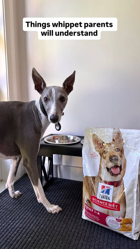 Instagram post by @kevthewhip for Hill's Pet Nutrition. Caption reads: Whippets know a good thing when they see it! We’ve....