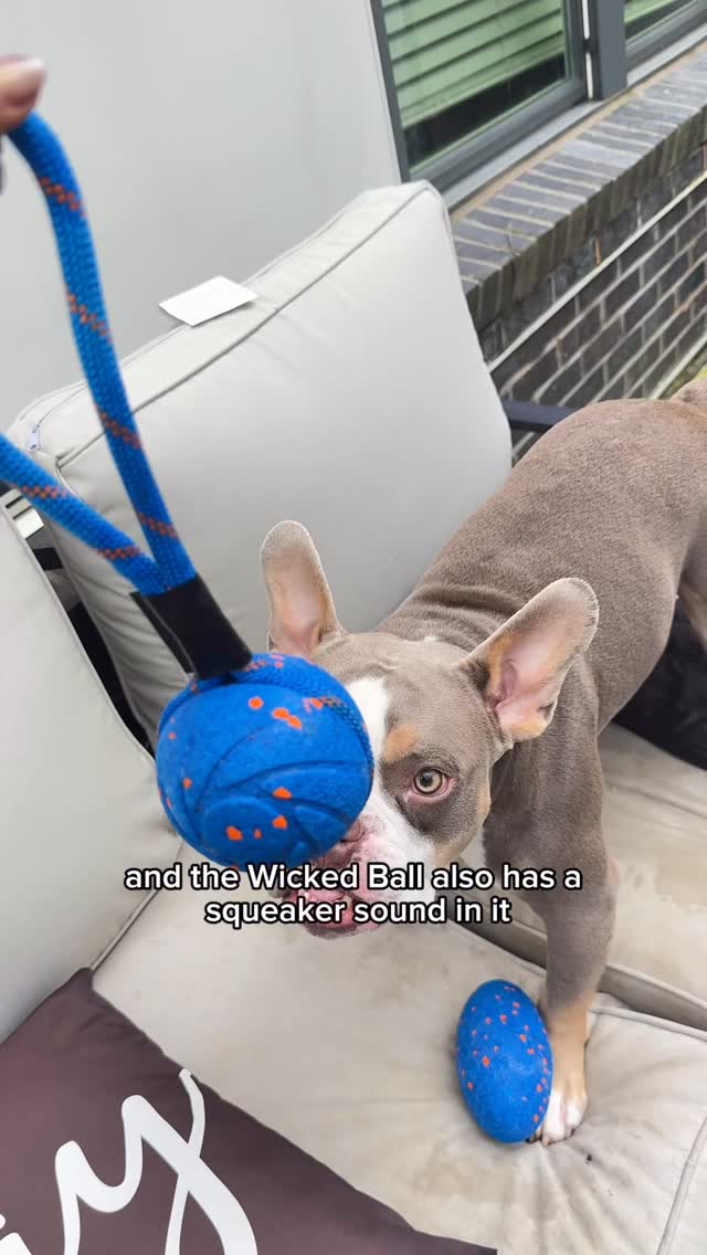 Instagram post by @zoeandtheboyz for Cheerble. Caption reads: Finally! a toy that entertains the menace! We....