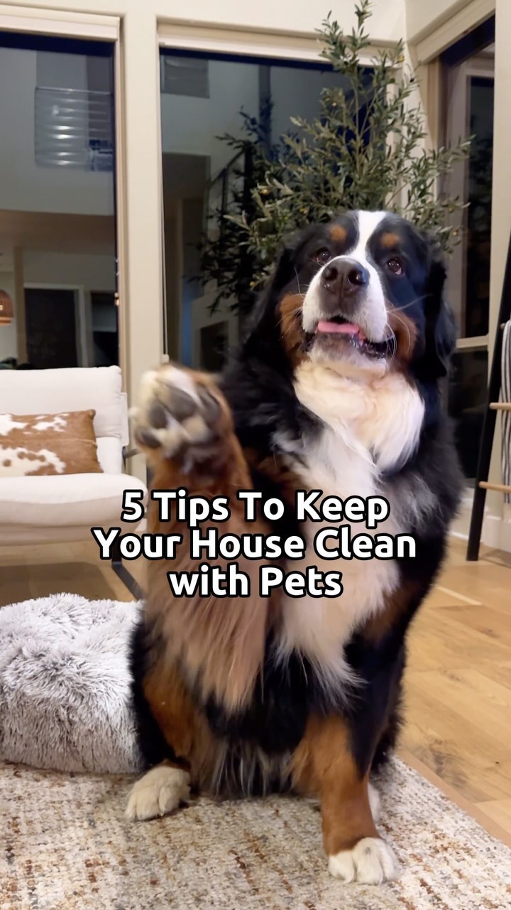 Instagram post by @itskevintheberner for Hoover Vacuums. Caption reads: The drool, the hair, the muddy paw prints…oh my!....