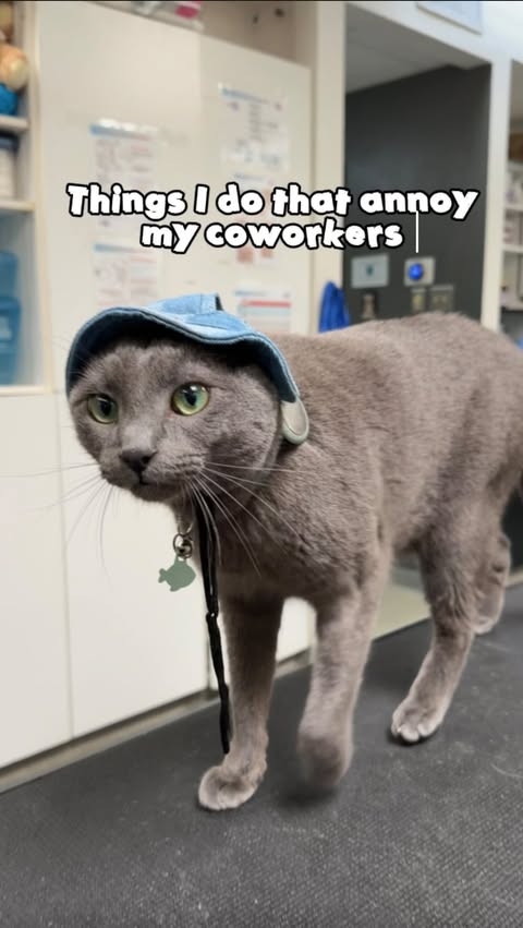 Instagram post by @dr.george_dvm for Fera Pets. Caption reads: [...] me ready for all my daily chaos with Fera....