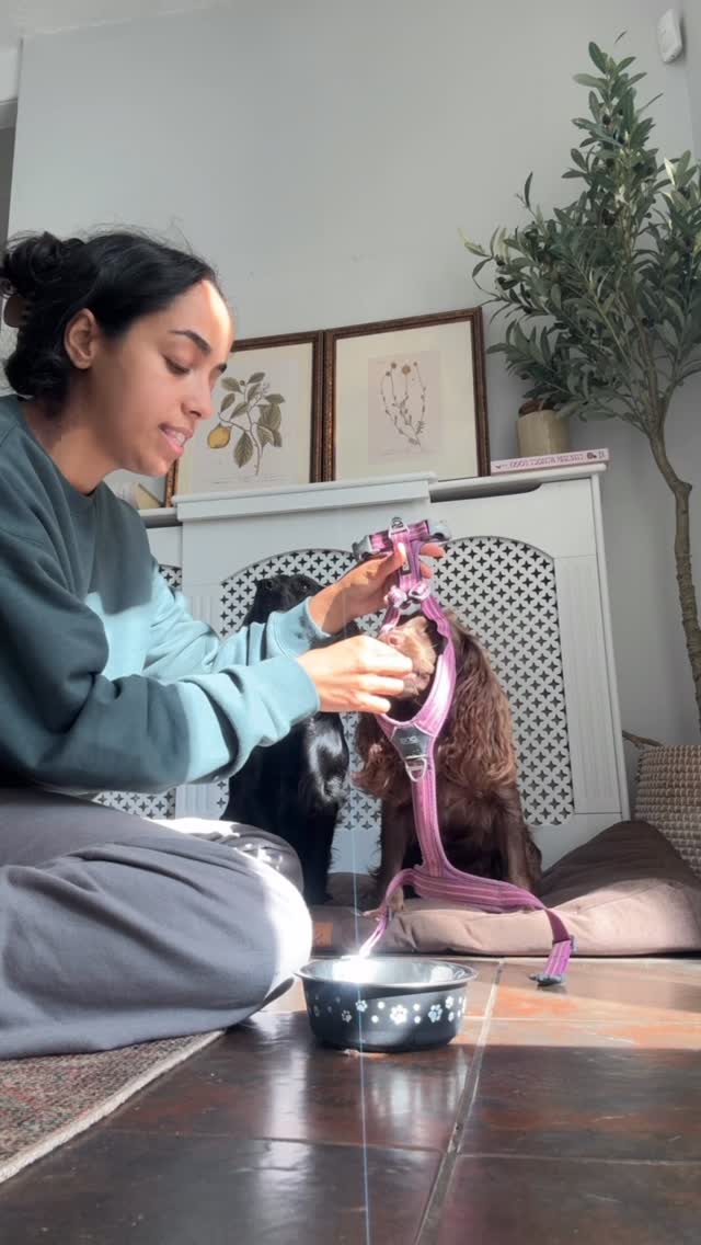 Instagram post by @cocker.milly for Beco Pets. Caption reads: Barking and running away when the harness comes....