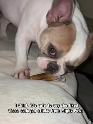 TikTok post by @auroradanielle00 for Mighty Paw. Caption reads: @Mighty Paw it’s safe to say Rory loved these....