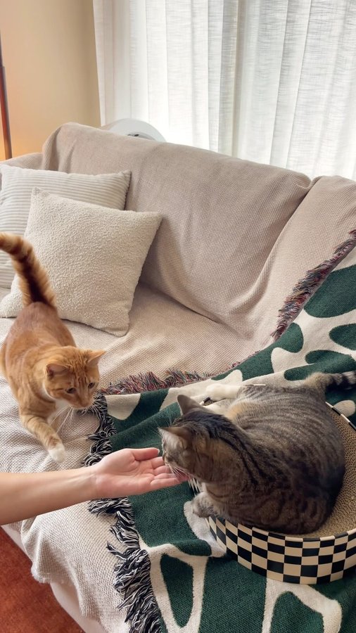 Instagram post by @indoorcatkiwi for slashop. Caption reads: [...] get a couch cover sooner??

get 35% off....