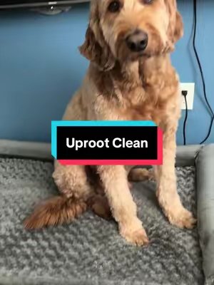 TikTok post by @nicolegonzalez5600 for Uproot Clean. Caption reads: [...] washer after washing stinky dog beds.....