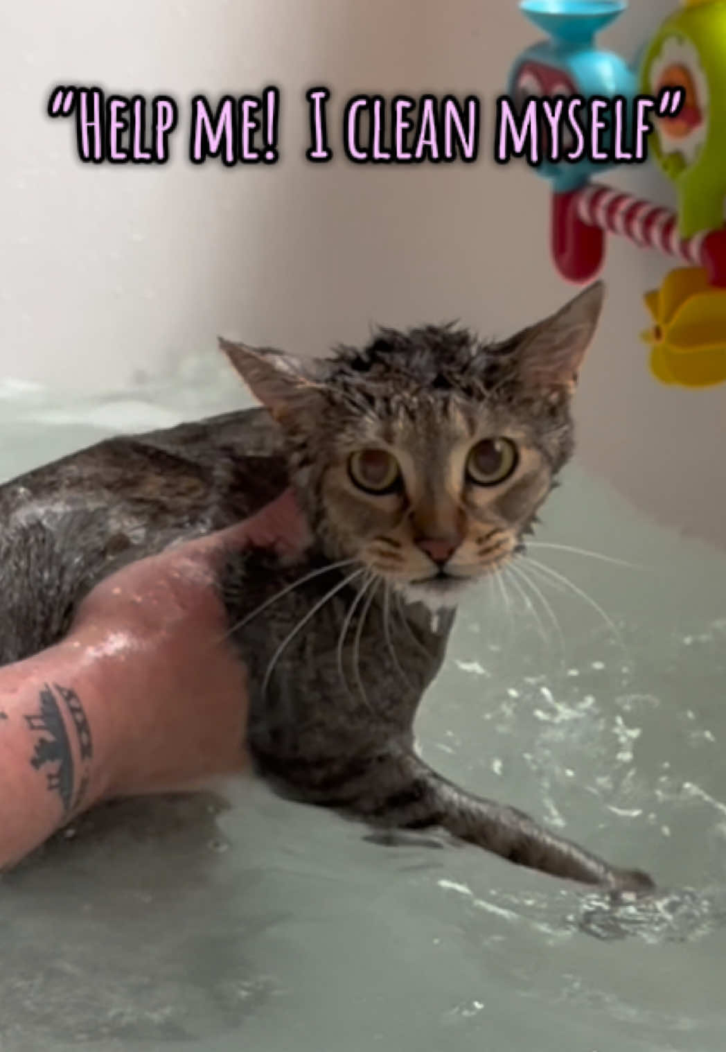 TikTok post by @5_callmemom for Vital Pet Life. Caption reads: Kitty Bath Time! 🙀🙀🙀 Only use @Vital Pet Life....