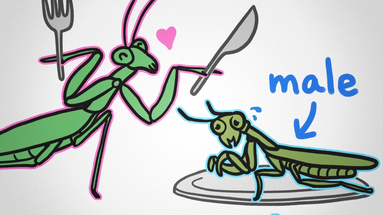 YouTube post by @MinuteEarth for TripleTen. Caption reads: Why is it always males that get eaten during sex?.