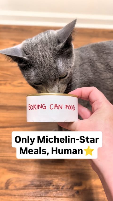 Instagram post by @bilbo_fluffins for Optimeal. Caption reads: [...] complete meal in a pouch. @optimeal.usa is a....