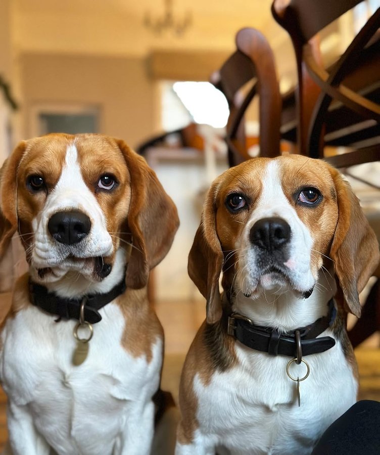 Instagram post by @archie.the_beagle for The Dog Agency. Caption reads: We think it should be “treat or treat” 🎃 

Archie....