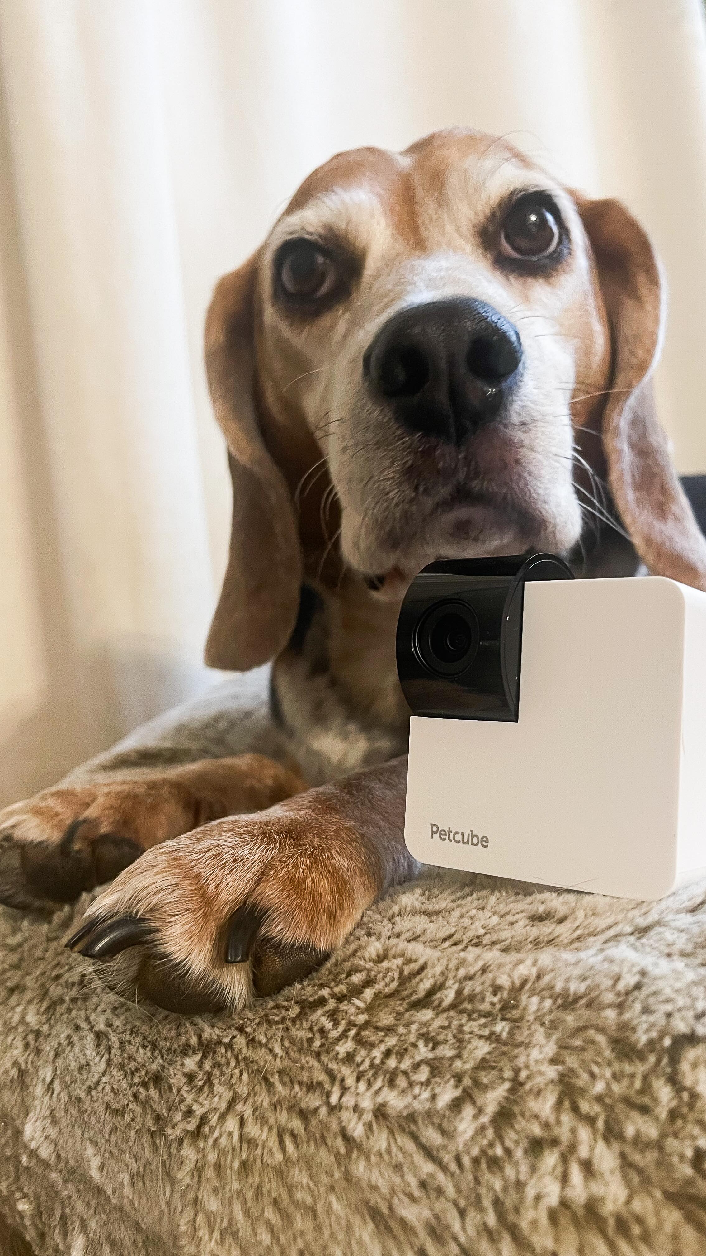 Instagram post by @cabeagles for Petcube. Caption reads: [...] how my furry friends are doing 💙 My Petcube....