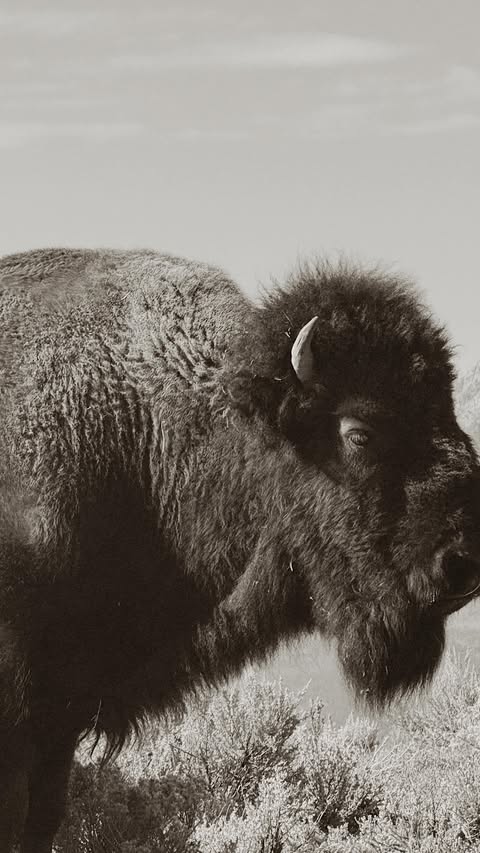 Instagram post by @mckennahulslander for Field & Stream. Caption reads: There is something about fresh snow in the....