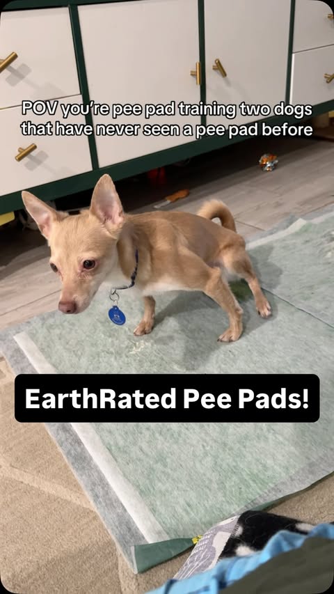 Instagram post by @katieandtatesfostermates for Earth Rated. Caption reads: [...] seen a pee pad approve! 😍 These @earthrated....