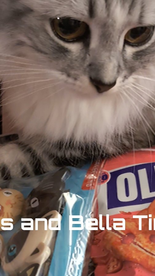 Instagram post by @kirstiandhercats for Scrumbles. Caption reads: ✨🐾 Missy’s Dinner Dreams 🐾✨

Unboxing our latest....