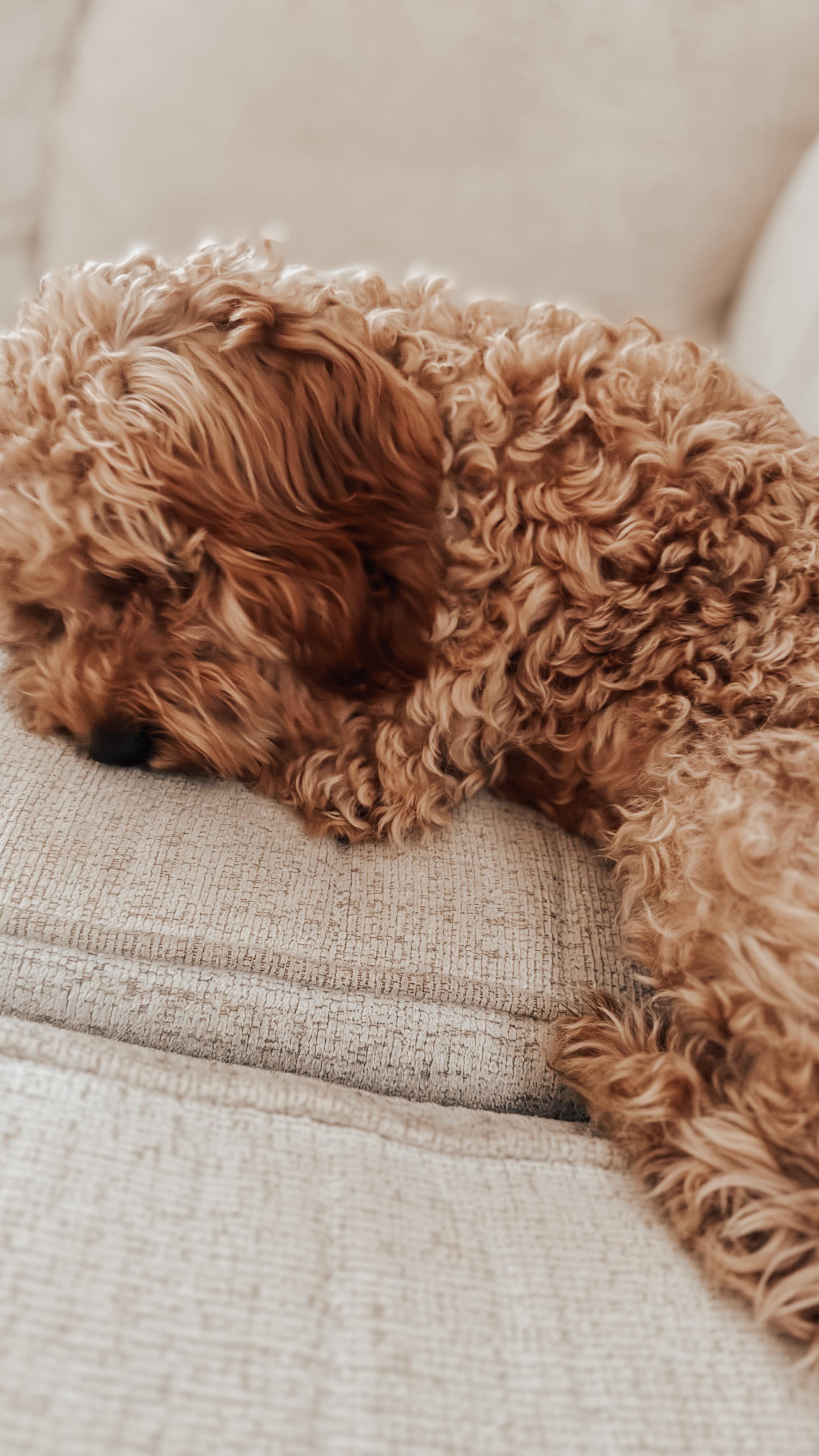 Instagram post by @perfectly_redefined for ShopRite. Caption reads: It’s been a lot of travel lately with the fam &....