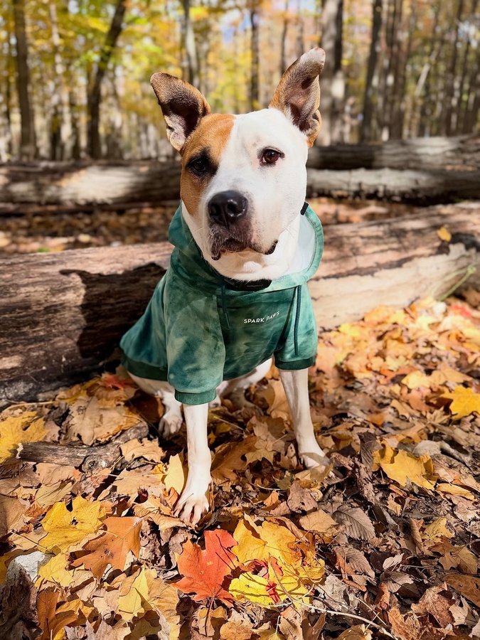 Instagram post by an influencer for SPARK PAWS. Caption reads: [...] to show up in style 🍁 My @sparkpawsofficial....
