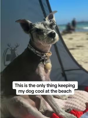 TikTok post by @zoebarbiedoll for Freezbone. Caption reads: [...] him something to do at the same time!....