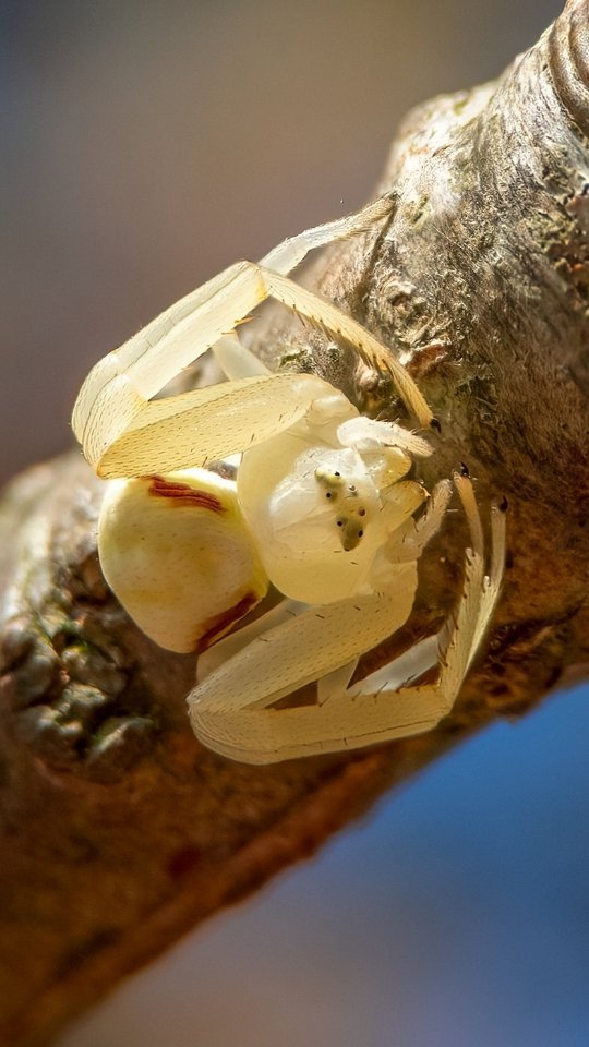 Instagram post by @naturefold for Apexel. Caption reads: [...] tested out two Mobile macro lenses from....