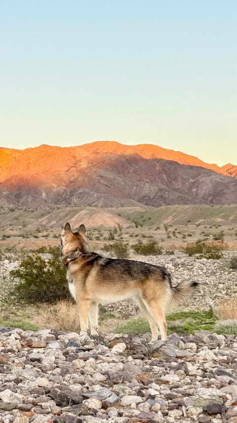 Instagram post by @astridthekleekai for Halo Collar. Caption reads: [...] come a long way. We started using the....