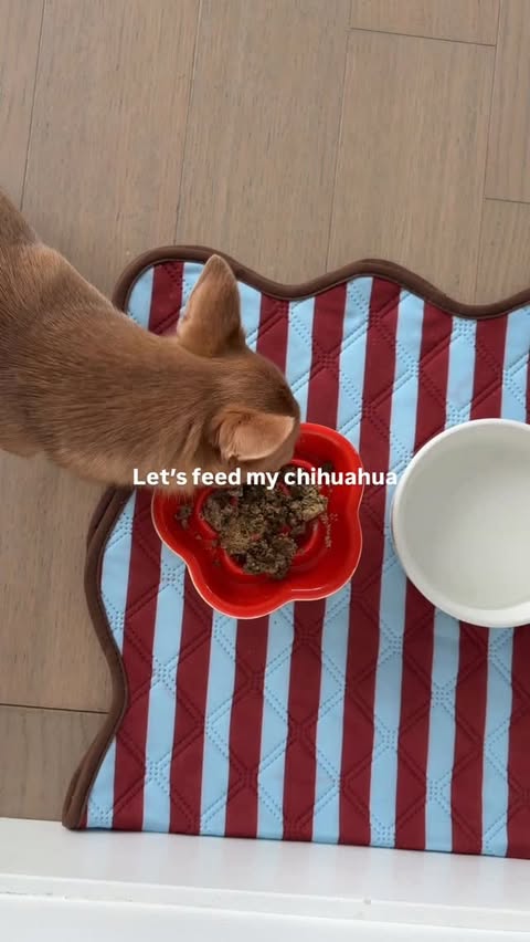 Instagram post by @tapiocathechi for Open Farm Pet. Caption reads: Trying out @openfarmpet’s new Freshly Crafted....