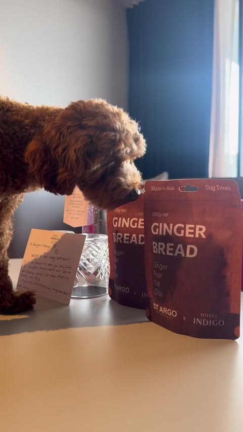 Instagram post by @mango.thecavoodle for Hotel Indigo. Caption reads: Dog friendly Sydney staycation =....