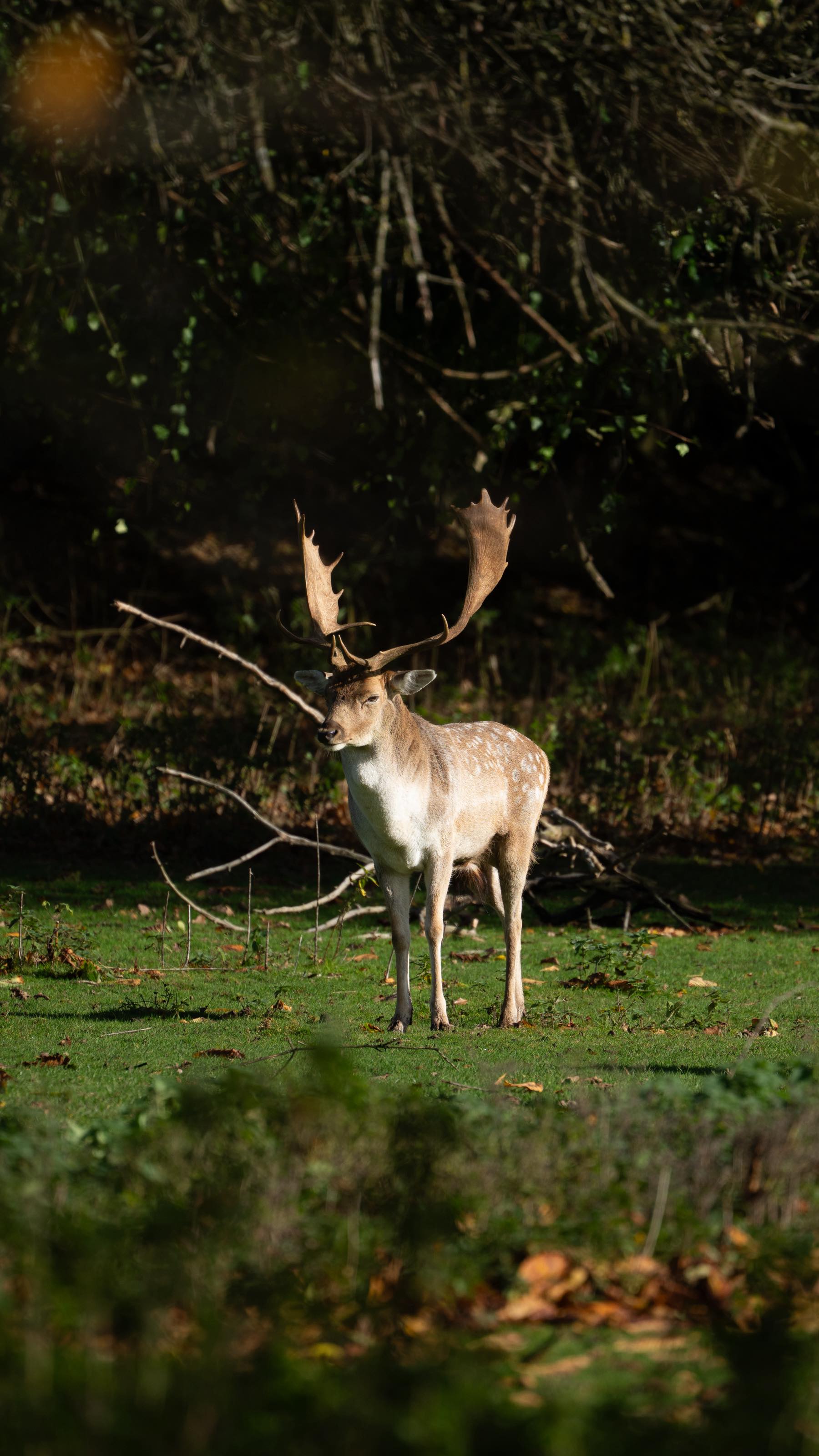 Instagram post by @daliabohnphotography for Nikon DACH. Caption reads: What others see vs. what I see 👀➡️📷

Isn’t....
