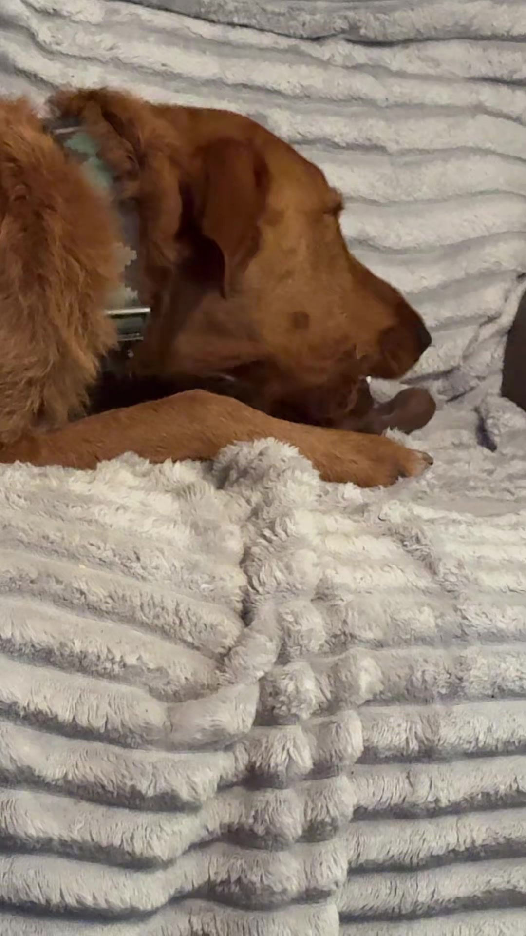 TikTok post by @rae_coyne for Benebone. Caption reads: @Benebone #Benebone #dogtoyreview #dogmomlife....