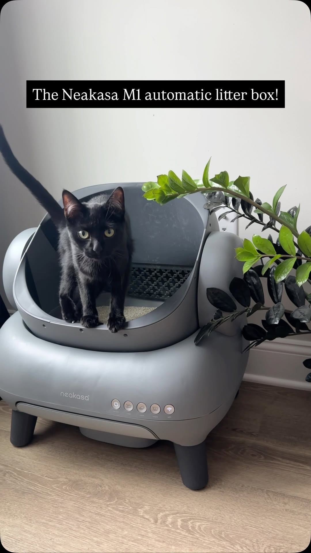 Instagram post by @herhouseofcats for Neakasa. Caption reads: Meet the hardest worker in my house! ✨| AD

The....