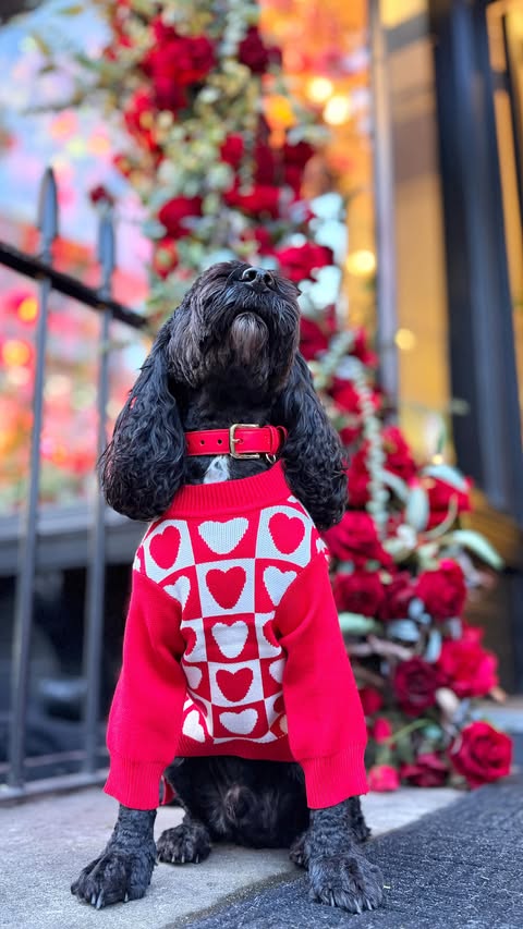 Instagram post by @patu_the_cockapoo for Fitwarm. Caption reads: [...] Jumpy @fitwarm_pet_apparel 🏷️PATU20 Patu....