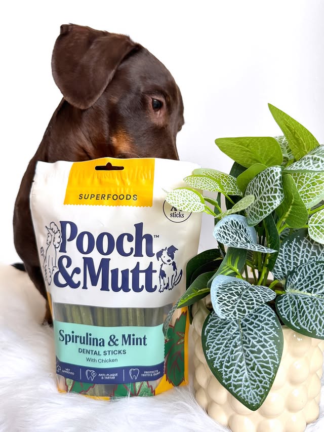 Instagram post by @frankie_dachshund03 for Pooch and Mutt. Caption reads: [...] yummy dental sticks for me mama 😋....