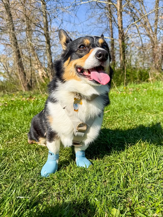 Instagram post by @phoebethetricorgi for wagwear. Caption reads: [...] Use code PHOEBETHETRICORGI for 10% off....