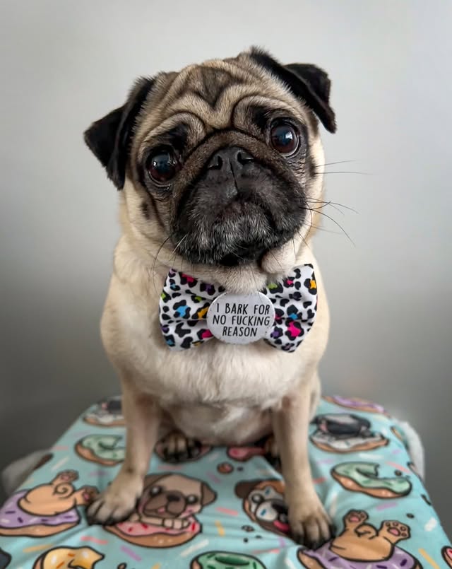 Instagram post by @cookiethepug.2021 for Frankys Bowtique. Caption reads: There’s always a wild side to an innocent face.....