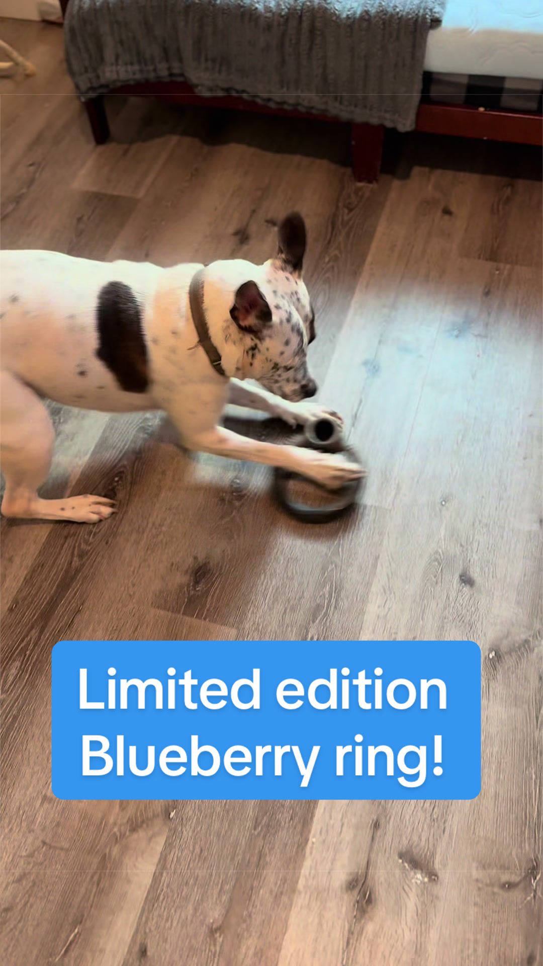 TikTok post by @thesuperkrew for Benebone. Caption reads: [...] from Professional Sock Destroyer to Benebone....