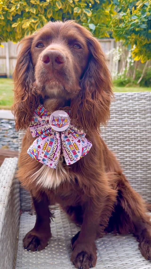 Instagram post by @herbie.werbie for Frankys Bowtique. Caption reads: [...] with my F**king Fabulous bow from....