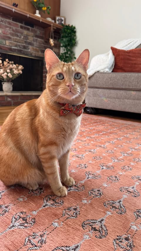 Instagram post by @kirby_thecatboy for Revival. Caption reads: [...] 🍂🧡🐈 She brought home this beautiful....