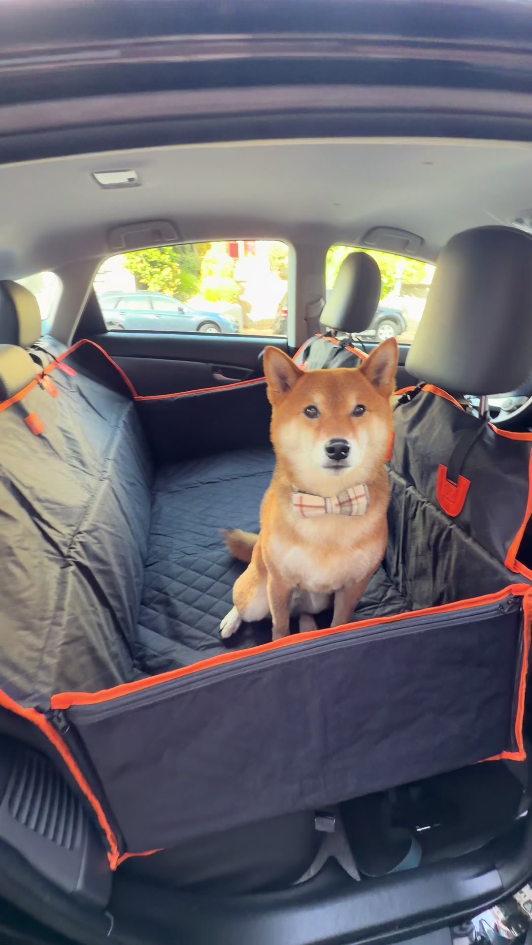 TikTok post by @twofemmesonefox for Pecute. Caption reads: [...] #wifeandwife #funny #happywifehappylife....