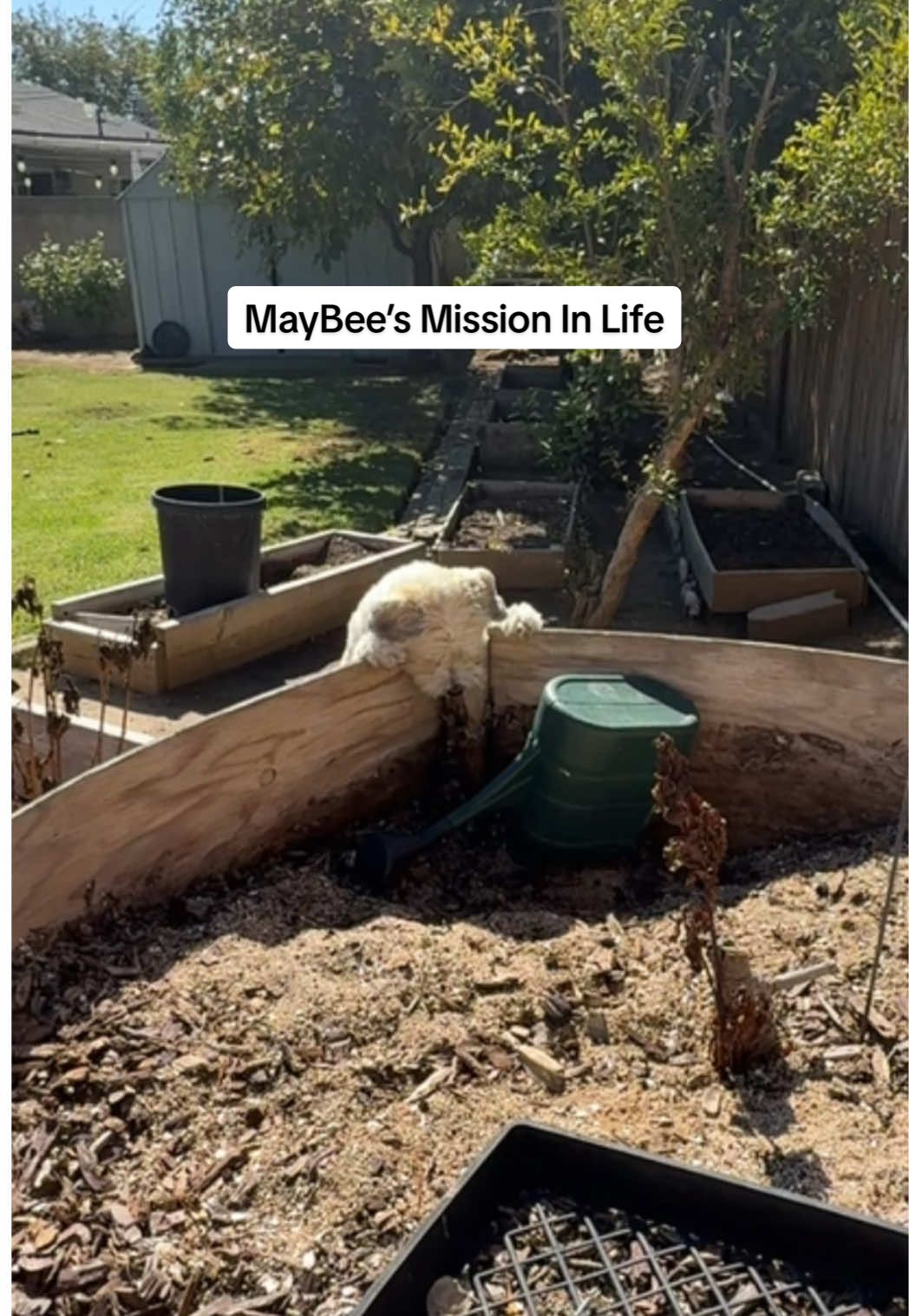 TikTok post by @ahnestkitchen for Shark Home. Caption reads: MayBee’s love for lizards is endless, it’s her....