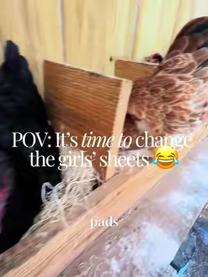 TikTok post by @thecluckingcoopers for Spreetail. Caption reads: [...] #NestingBoxes #ChickenKeepers @Spreetail.