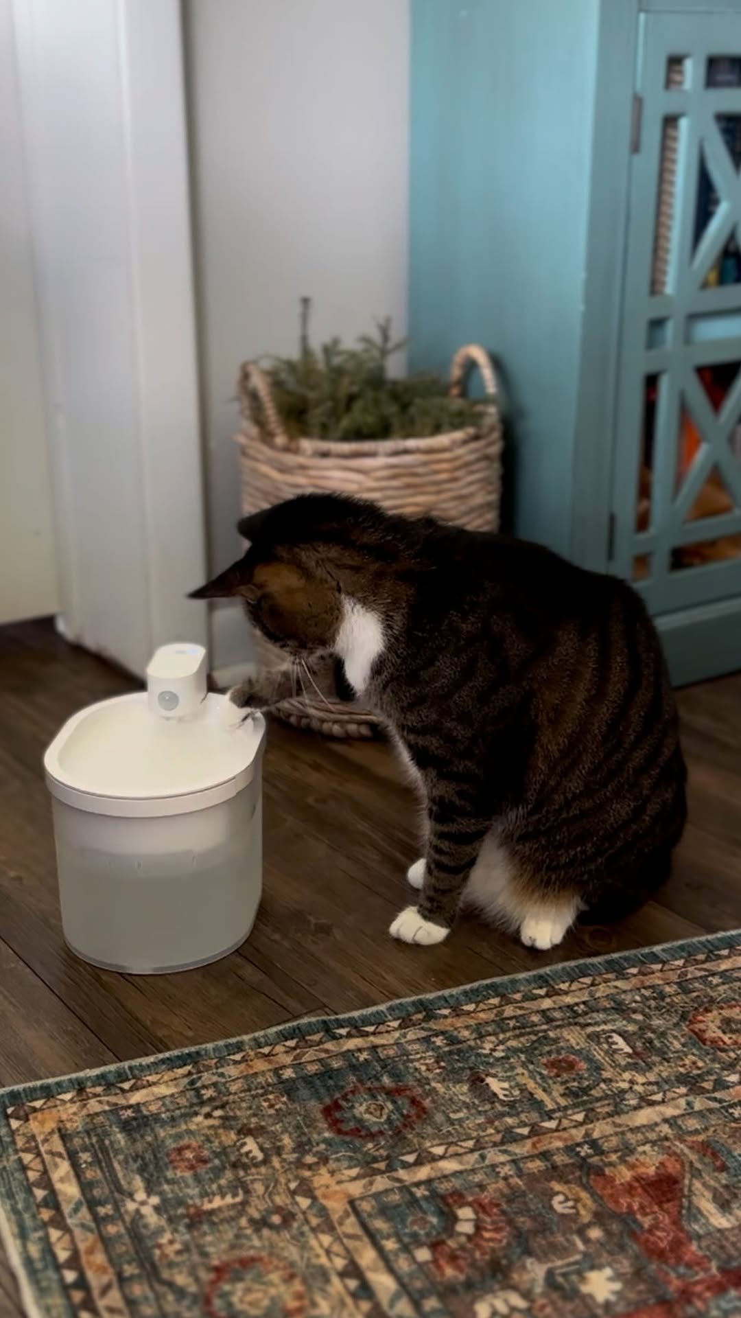 Instagram post by @americagaleri for Uahpet. Caption reads: uahpet Cat Water Fountain, Wireless & Battery....