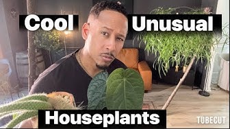 YouTube post by @AroidDistrict for Barrina. Caption reads: COOL & UNUSUAL HOUSEPLANTS.